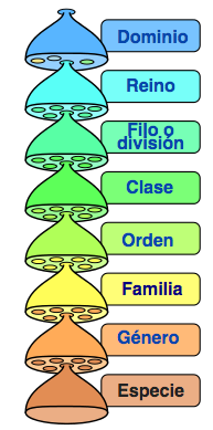 Categorias taxonomicas es blanco